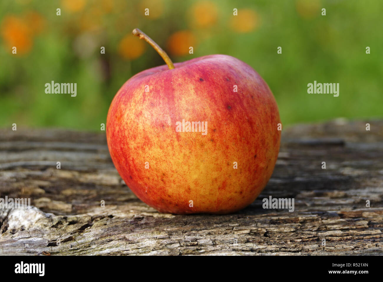 Reine Apple Pippin (le jardin de Suzanne, Le Pas, Mayenne, Pays de la Loire, France). Banque D'Images