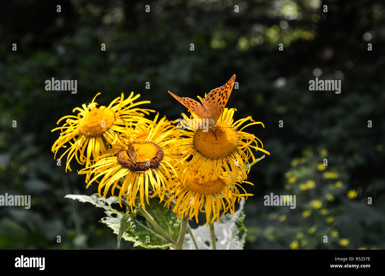 Les papillons sur les fleurs de la même couleur jaune Banque D'Images