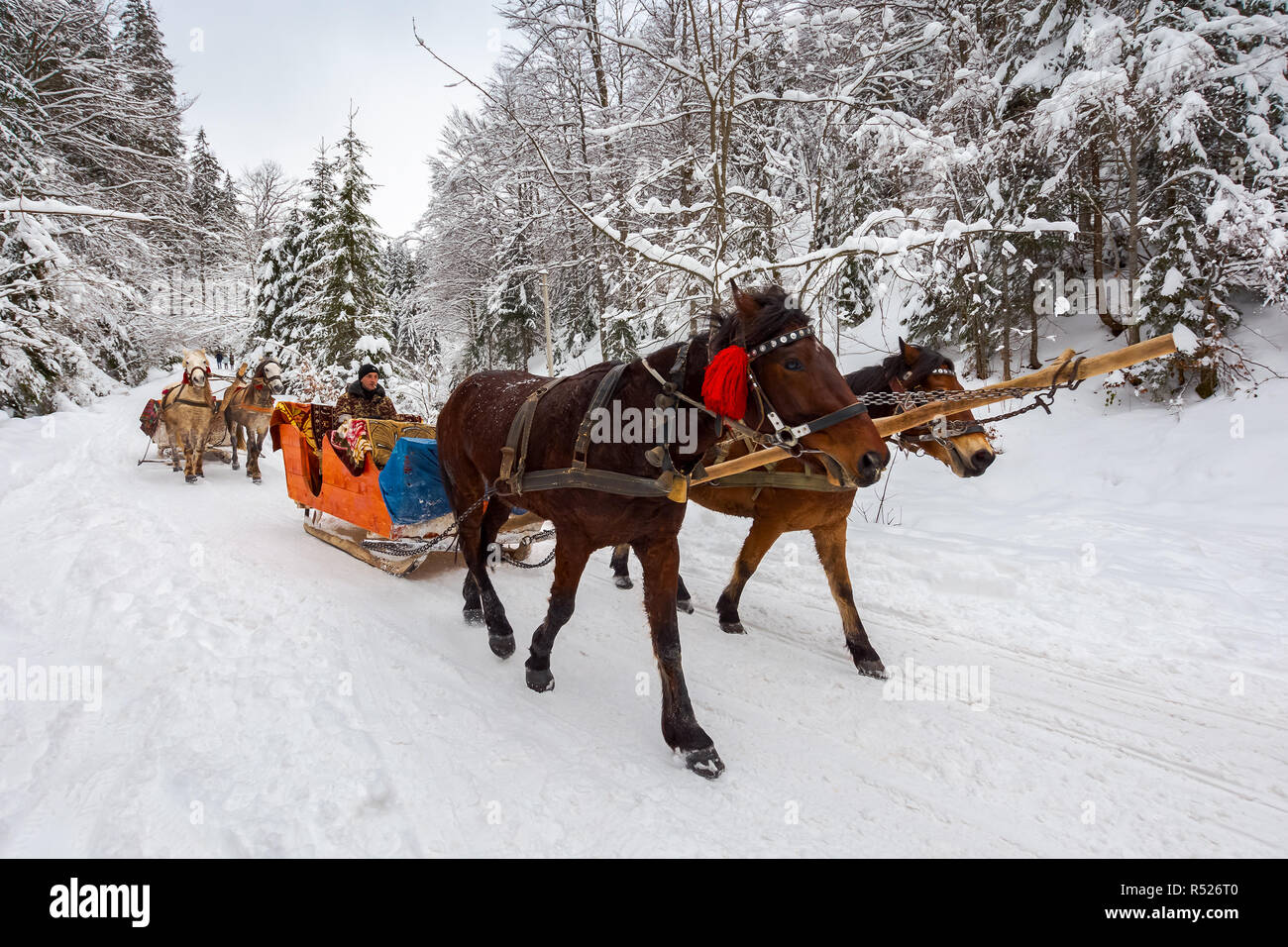 Parc Naturel National Synevir, Ukraine - DEC 11, 2018 : l'hiver promenade en traîneau à cheval. vacances d'hiver fun Banque D'Images