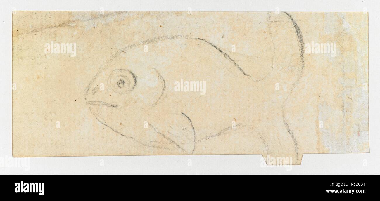Croquis d'un poisson. Les dessins, à l'encre, d'illustration du capitaine Cook, premier voyage, 1768 -1770, principalement relatifs à Otaheite et la Nouvelle-Zélande, par A. Buchan, John F. Miller, et d'autres. 1768-1770. Source : ajouter. 15508, f.45v. Banque D'Images