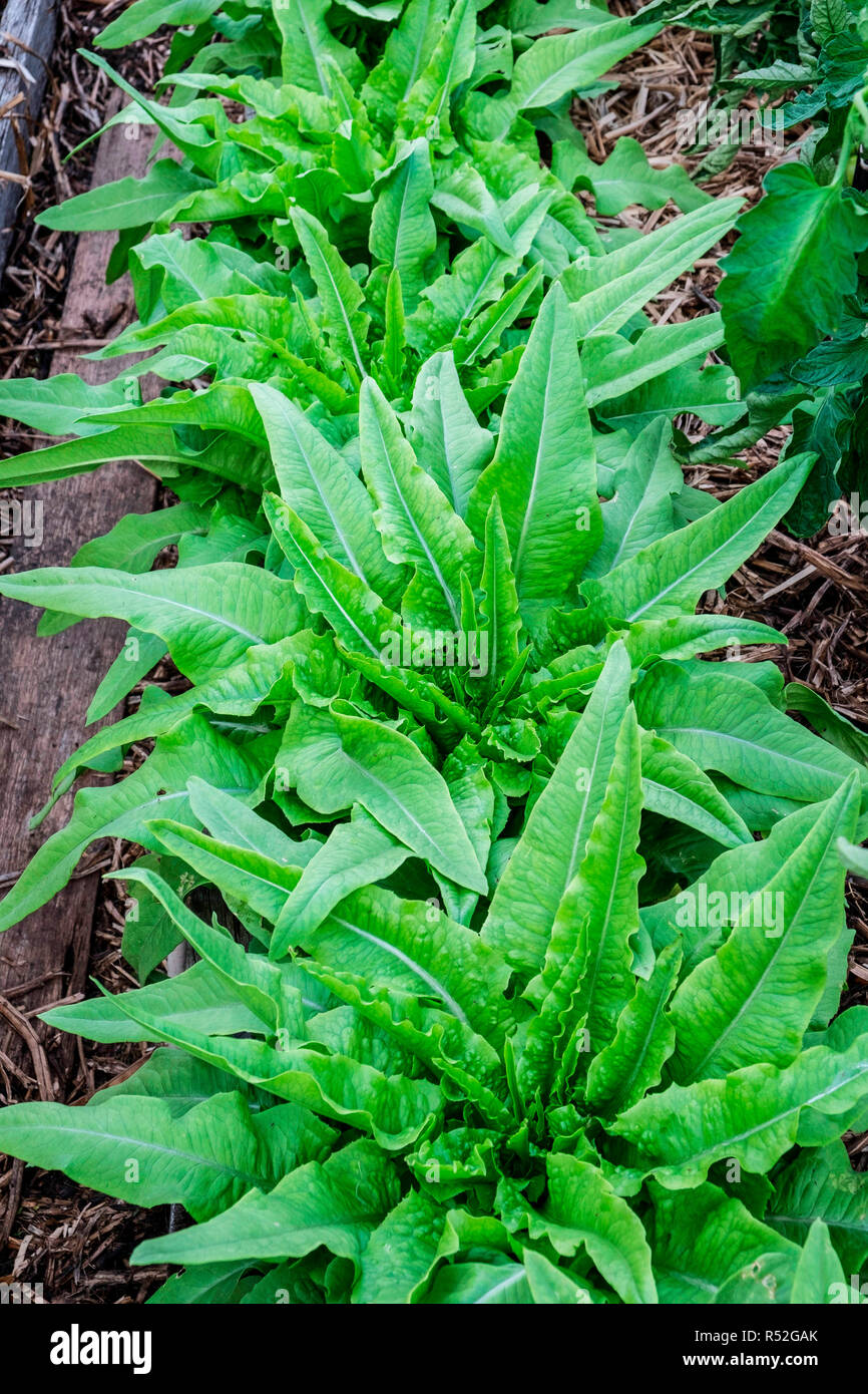 Laitue celtuce florissant, parfois appelée la laitue asperge Banque D'Images