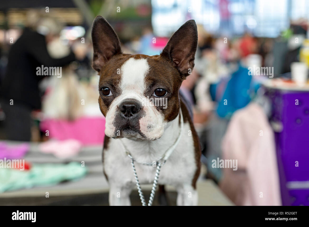 Bull dog français compact robuste avec un collier blanc, yeux, oreilles et museau court. Banque D'Images