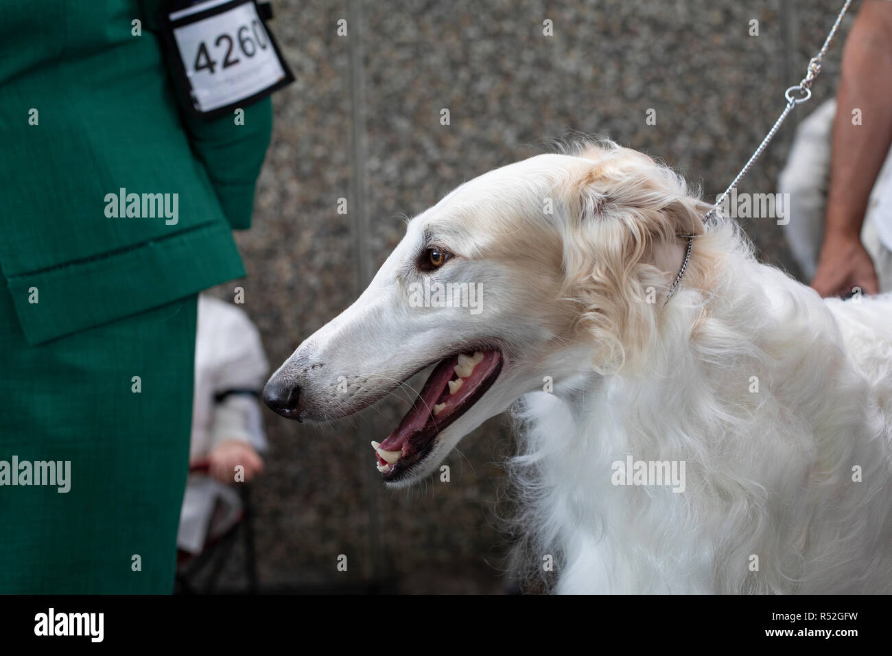 Blanc aux cheveux longs race Barzoï chien en laisse lors d'une exposition canine, montrant ses dents la langue et les gencives. Banque D'Images