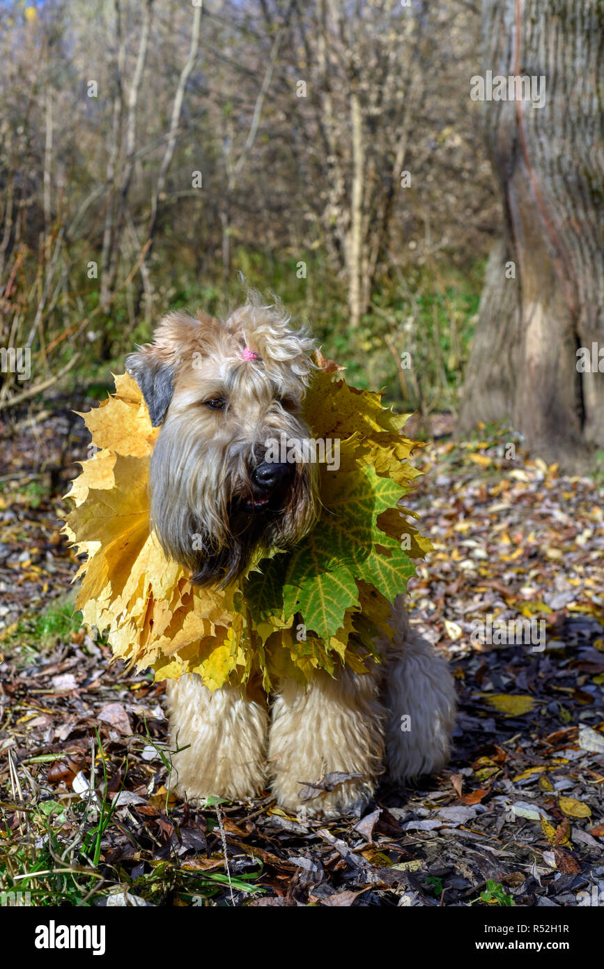 Les feuilles d'automne en chien de terrier de froment irlandais sur le chemin dans le parc heureux Banque D'Images
