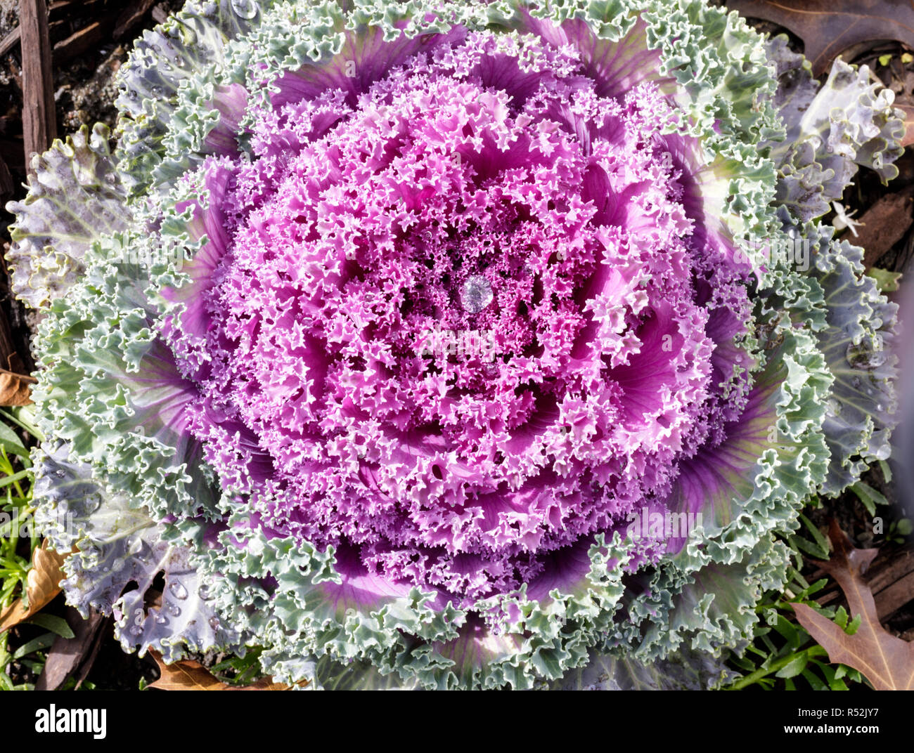 Chou ornemental (Brassica oleracea) en fleurs à l'automne dans le Nord de la Californie. Banque D'Images