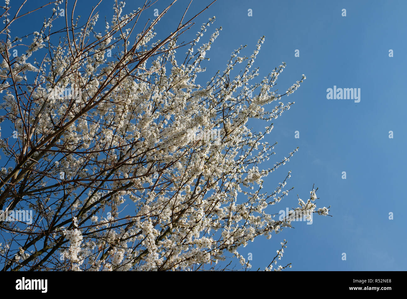 Fleurs blanches au printemps sur un arbre Banque D'Images