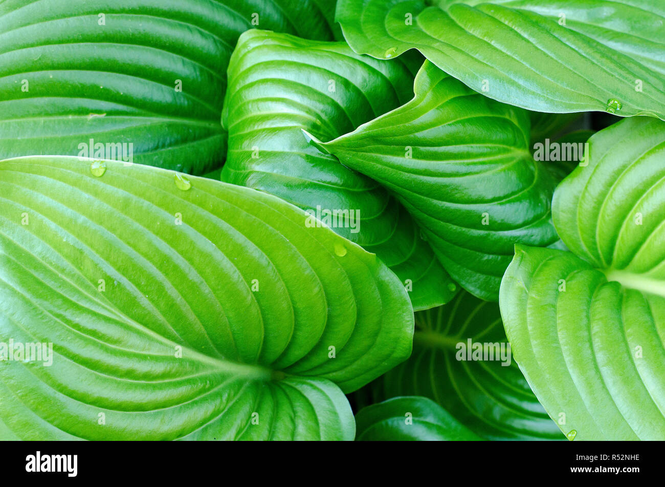 Gouttes d'eau de feuille d'hosta Banque D'Images