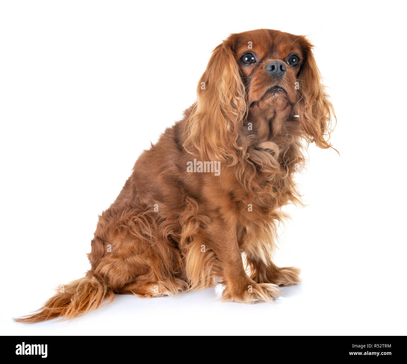 Cavalier King Charles in front of white background Banque D'Images