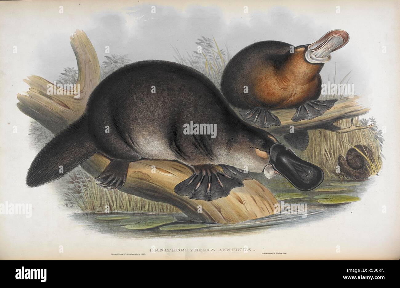 Ornithorhynchus anatinus. L'ornithorynque, également connu sous le nom de l'ornithorynque. Les mammifères marins de l'Australie. Londres, 1845-63. Source : 462*.e.4, vol.1, planche 1. Auteur : Gould, John. Banque D'Images