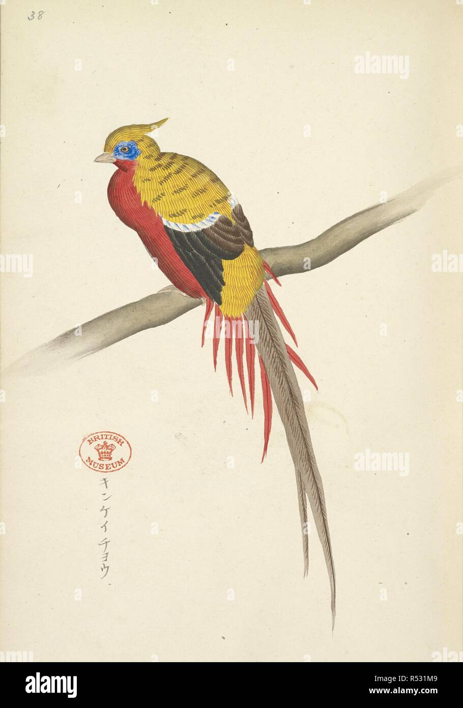 Le Faisan Doré. Chorui Hiaku Shiu. Japansese dessins en couleur. Japon, 1899. Source : Ou.5450 f.38. Langue : japonais. Auteur : ANON. Banque D'Images