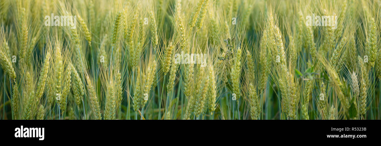 Close Up les grains entiers de la vraie nourriture de plus en plus sur le terrain les agriculteurs Banque D'Images