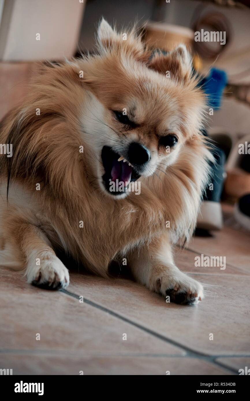 le bâillement chien Banque D'Images