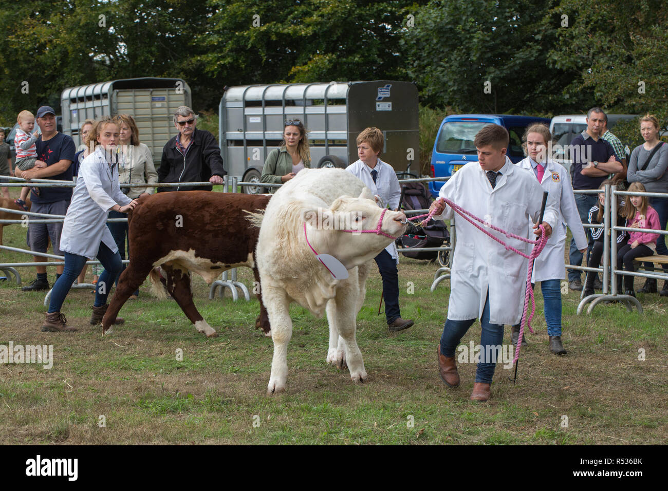 Salon de l'agriculture. Catégories de bovins. Les jeunes chiens de l'élevage et de déchargement sur le point de préparer un Hereford et, en avant les boeufs Charolais pour le ring d'exposition.​ Banque D'Images