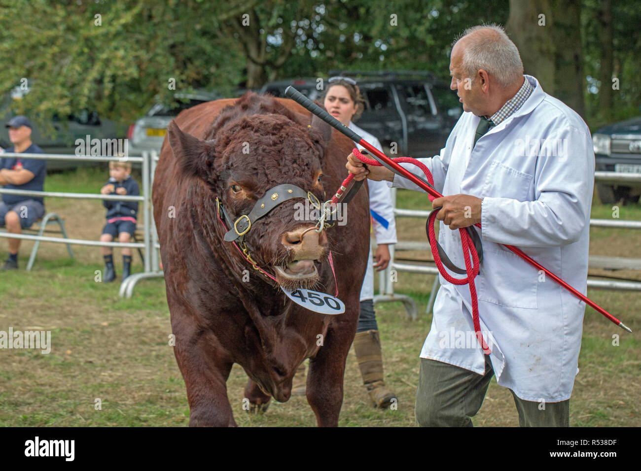 Lincoln Red Bull d'être conduit à l'arène par anneau pour le nez en cuir avec télévision par stockman, ​Stock show stick dans la main. Banque D'Images