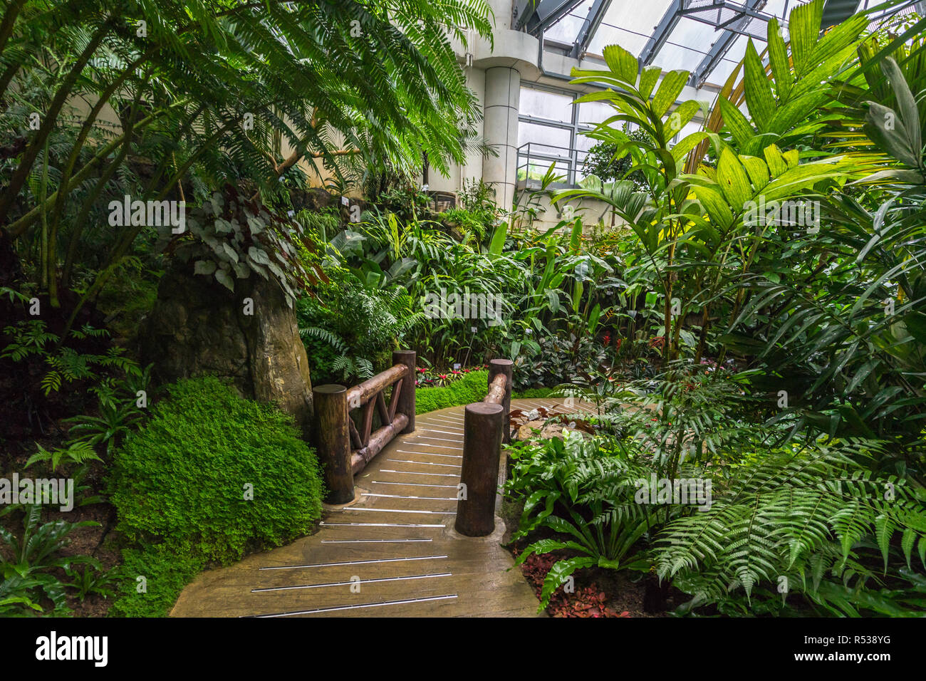 Au Conservatoire siteforsgate Country Park Hong Kong montrant des plantes tropicales et le feuillage dans la jungle humide Maison Usine Banque D'Images