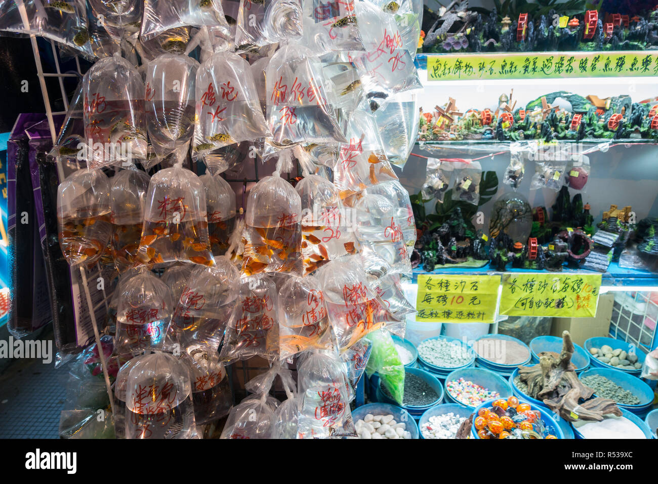 Magasin de vente de petits poissons d'aquarium poisson rouge dans le marché à Tung Choi Street, Hong Kong, Mong Kok, Kowloon Banque D'Images