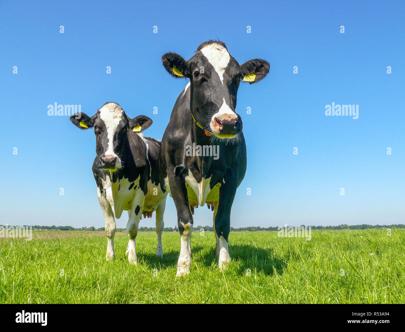 Noir et blanc deux vaches holstein frison,dans un pâturage permanent, sous un ciel bleu et un horizon lointain tout droit. Banque D'Images