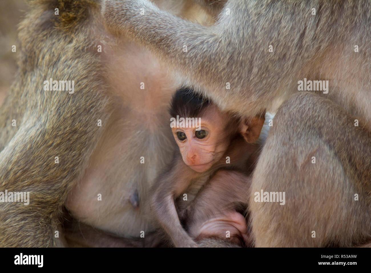 Tout-petit bébé macaque à longue queue en sécurité assis entre deux singes adultes. Banque D'Images