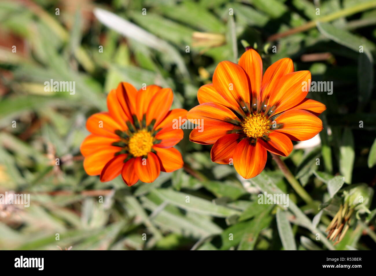 Fleur Gazania rigens trésor ou demi-hardy avec les plantes vivaces de type  marguerite capitules composite constitué de pétales jaune à orange Photo  Stock - Alamy