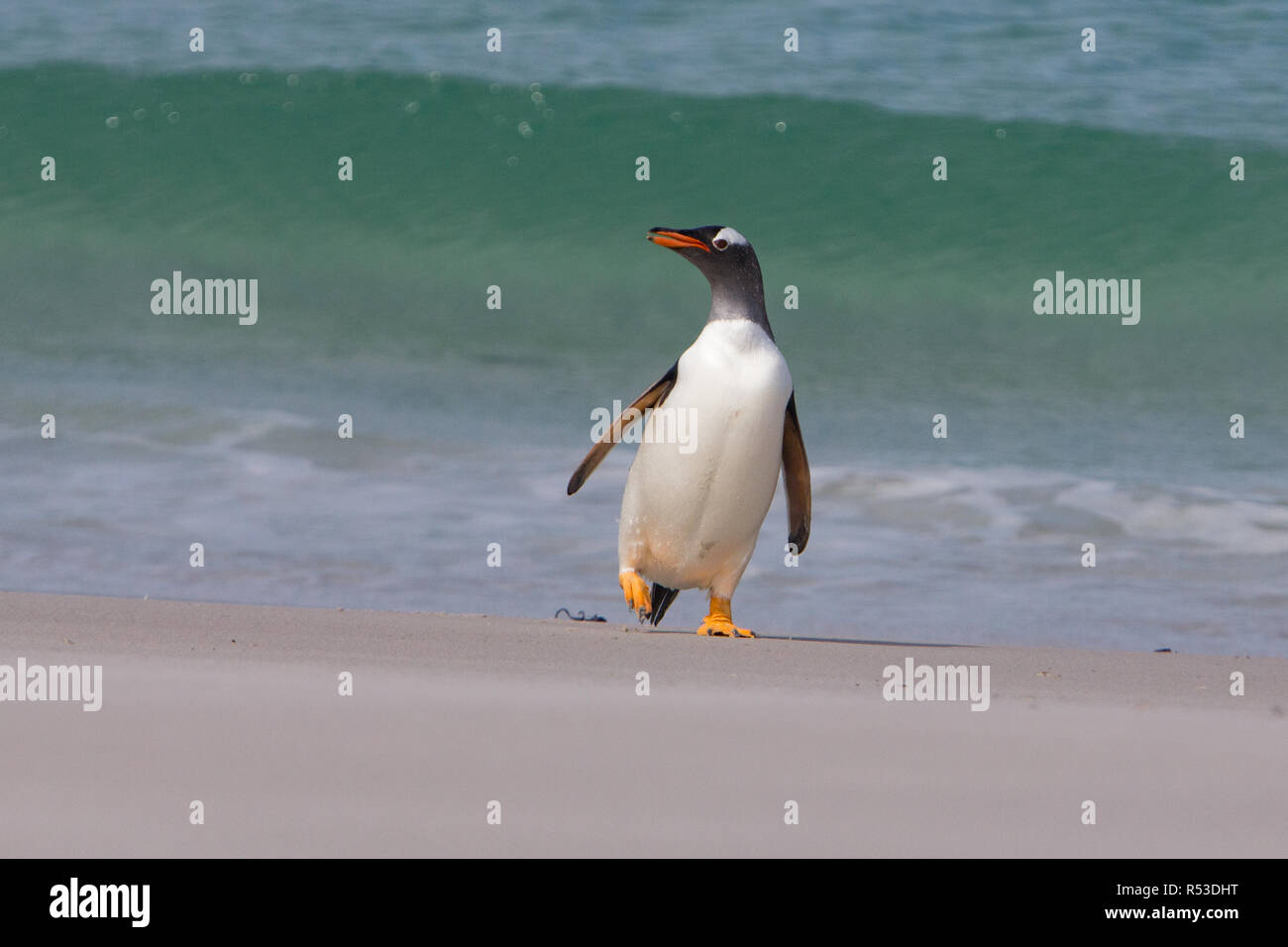 Une Gentoo pingouin tropical apparaissant sur la plage de sable blanc de Leopard Beach, île de la carcasse, des îles Malouines Banque D'Images