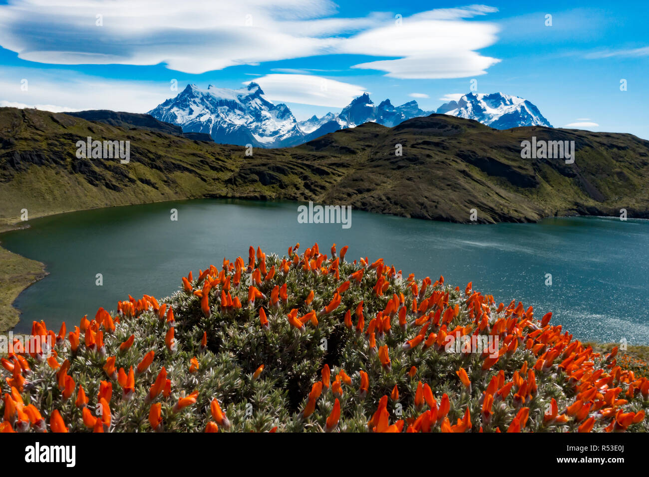Des vues spectaculaires de Torres del Paine de Laguna Honda avec Cobourg bush dans l'avant-plan, en Patagonie, au Chili Banque D'Images
