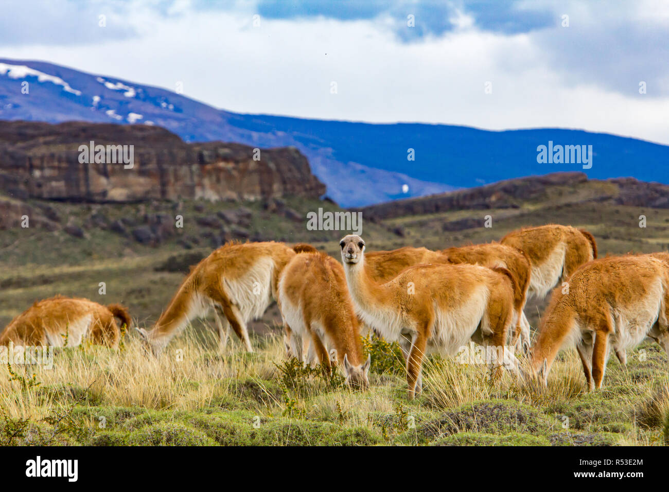 Guanacos sont l'un des membres de la famille de chameaux trouvés dans le nouveau monde, ici à Torres del Paine, Chili Banque D'Images