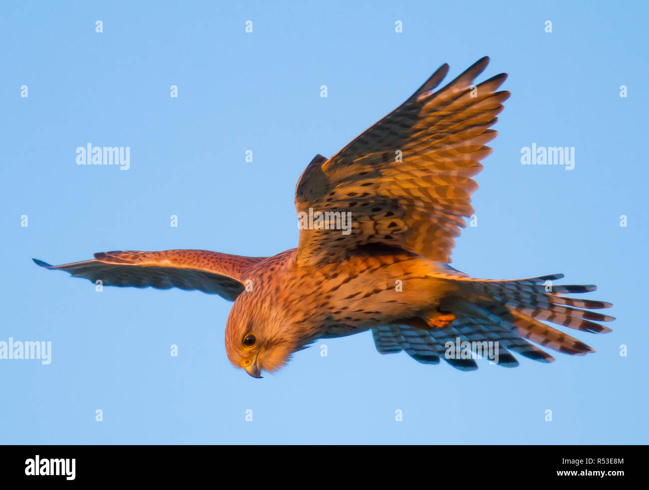 Kestrel planant en superbe coucher du soleil rouge Banque D'Images