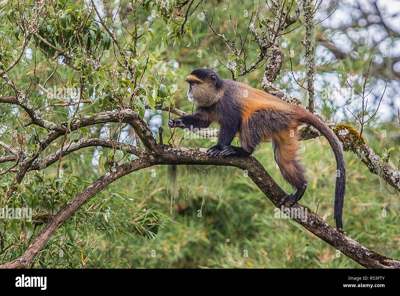 Golden Monkey, montagnes volcaniques Virunga, l'Afrique Centrale Banque D'Images