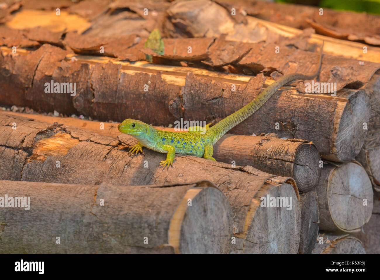 Ocellated lizard dans le bois Banque D'Images