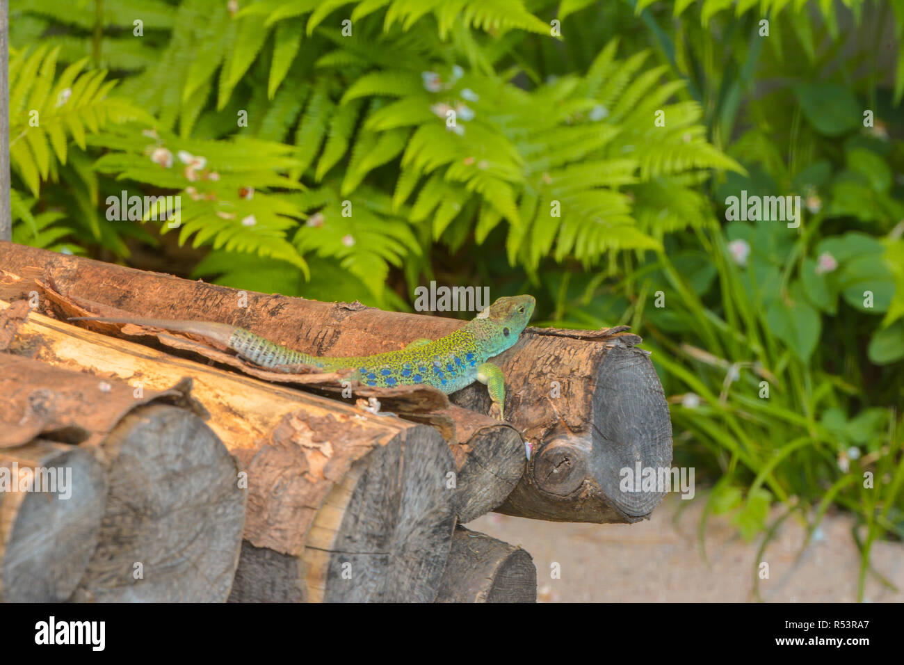 Ocellated lizard dans le bois Banque D'Images