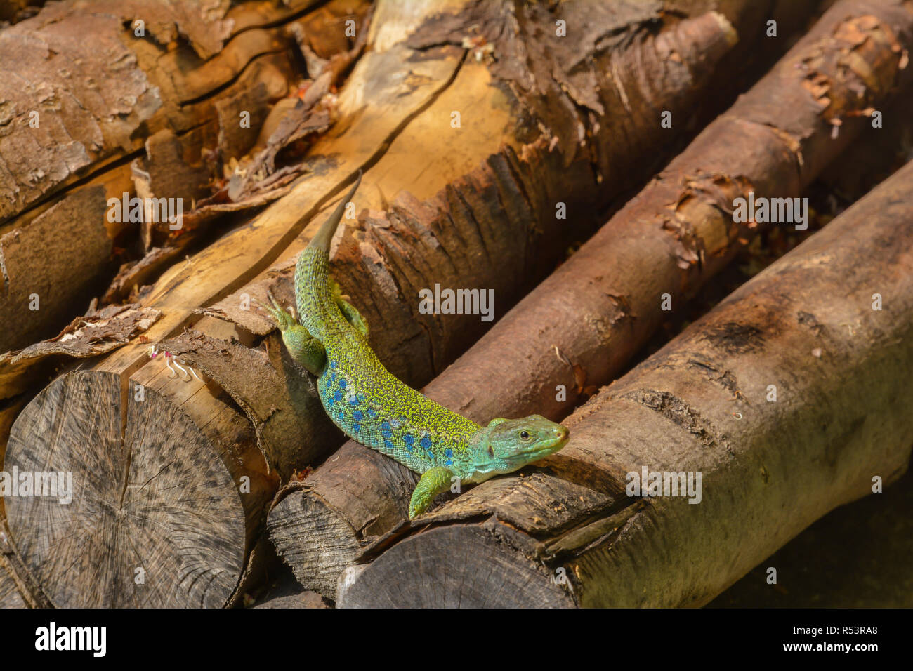 Ocellated lizard dans le bois Banque D'Images