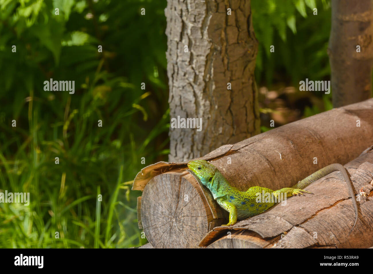 Ocellated lizard dans le bois Banque D'Images