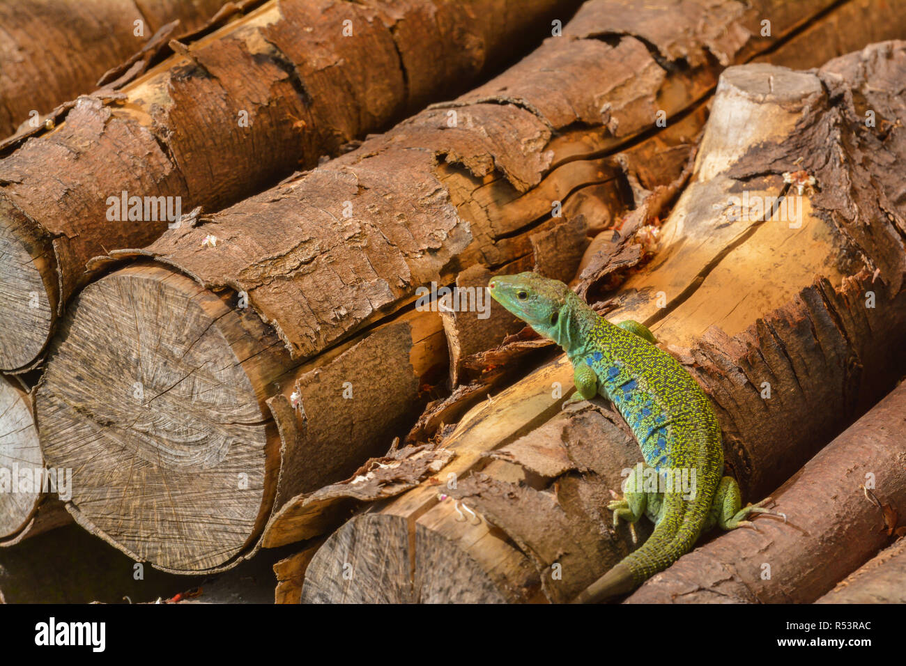 Ocellated lizard dans le bois Banque D'Images
