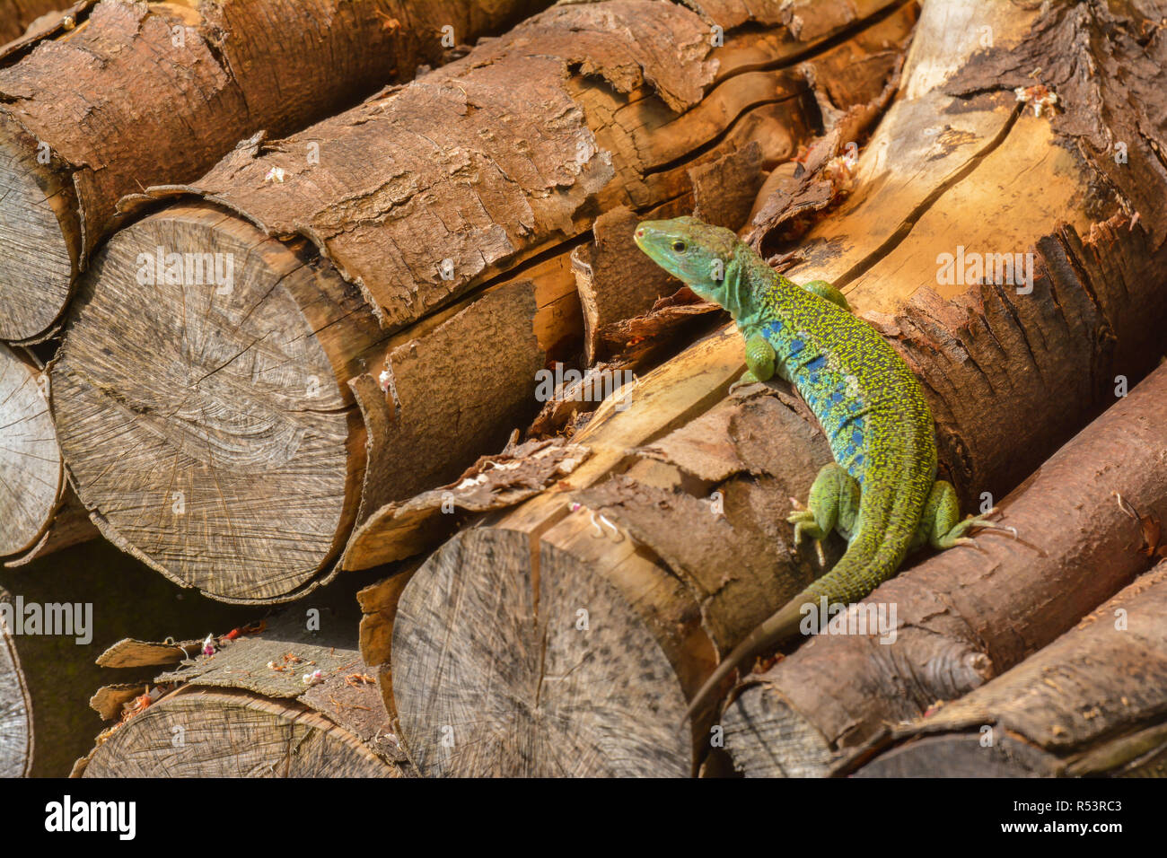 Ocellated lizard dans le bois Banque D'Images