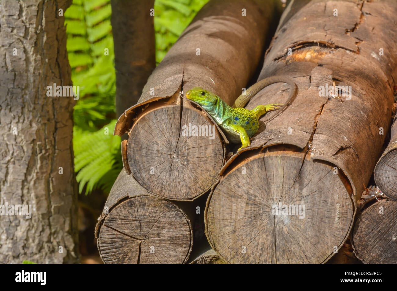 Ocellated lizard dans le bois Banque D'Images