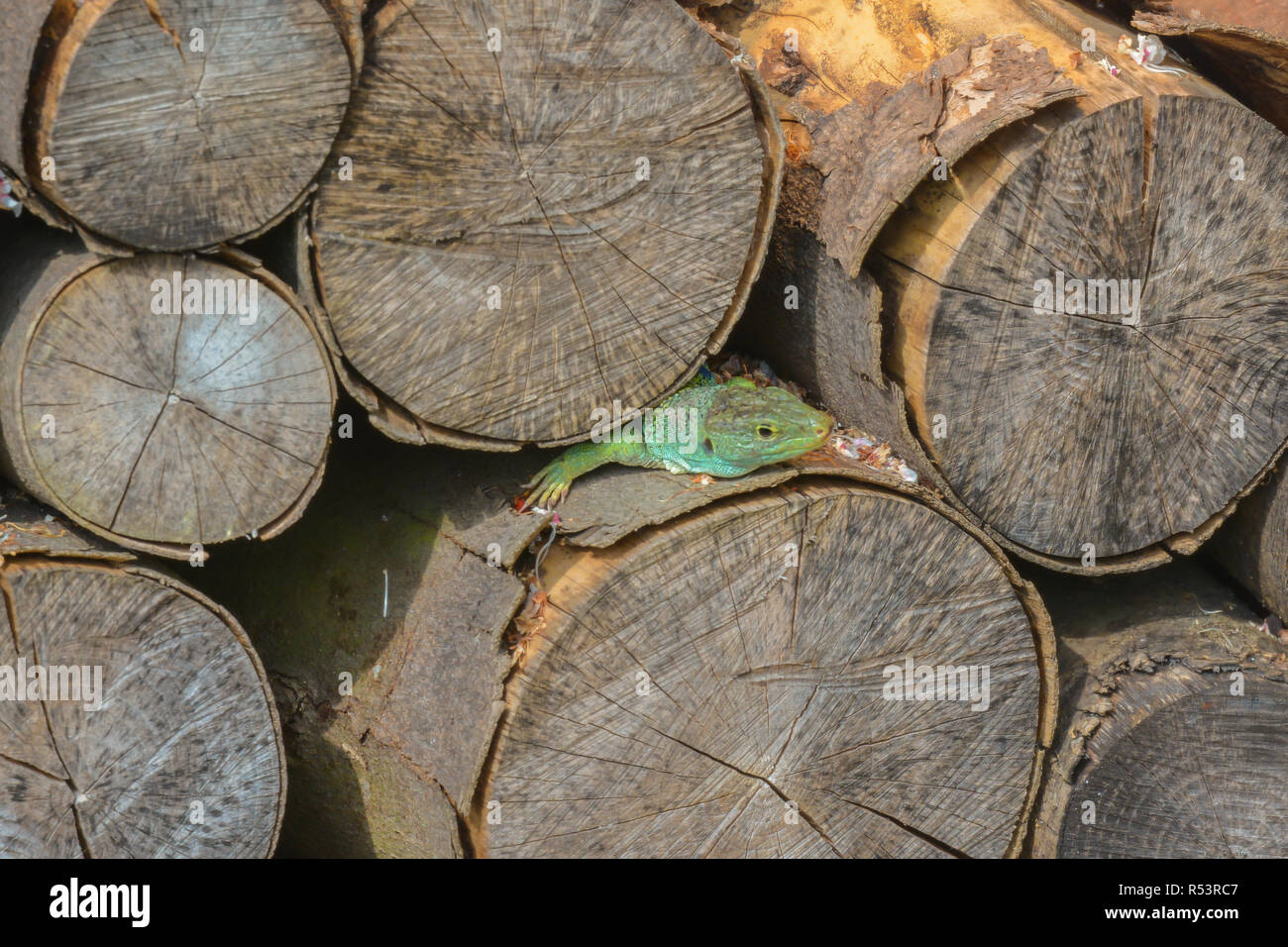 Ocellated lizard dans le bois Banque D'Images