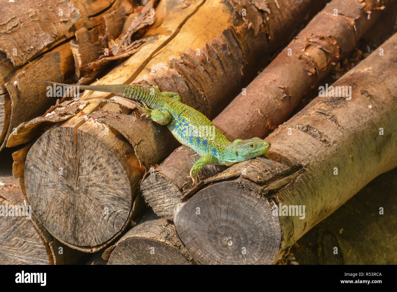 Ocellated lizard dans le bois Banque D'Images