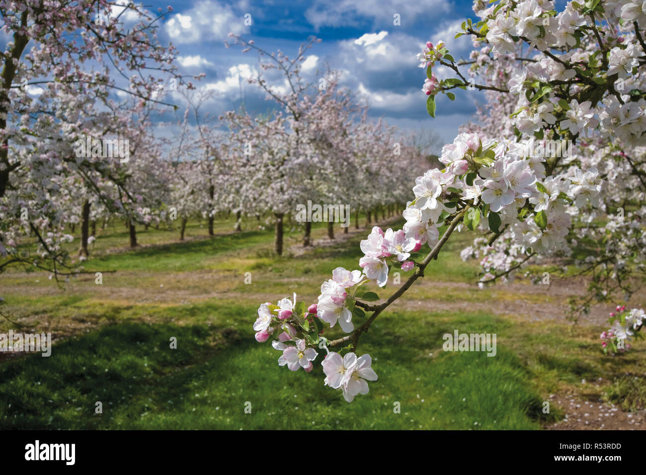 Apple Blossom Printemps à Somerset Banque D'Images