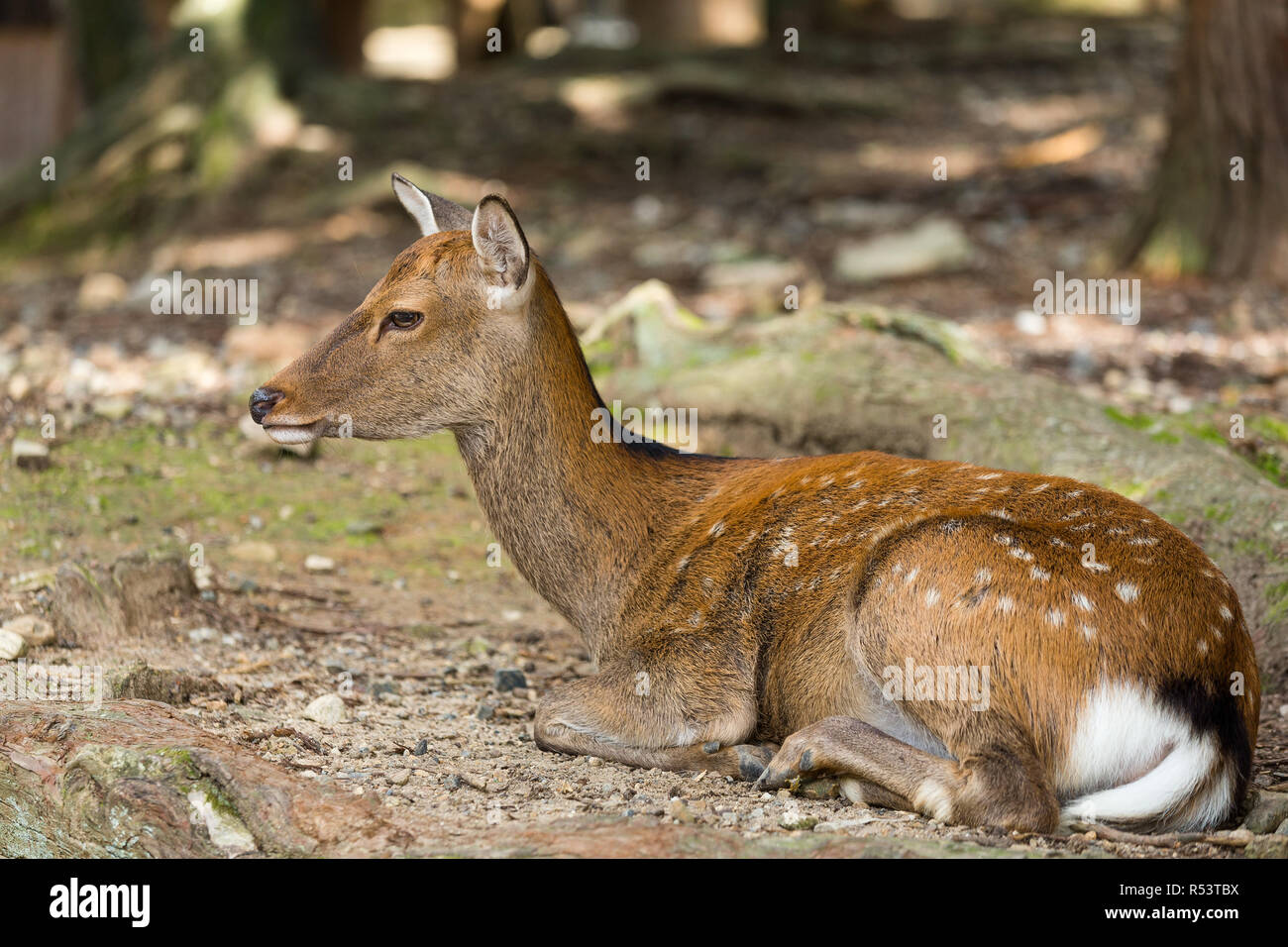 Jeune cerf dans le parc Banque D'Images