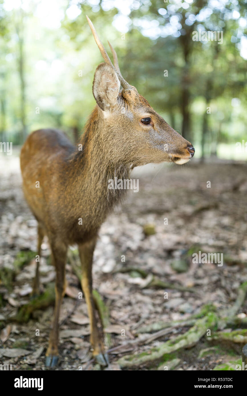 Dans le parc des cerfs adorable Banque D'Images