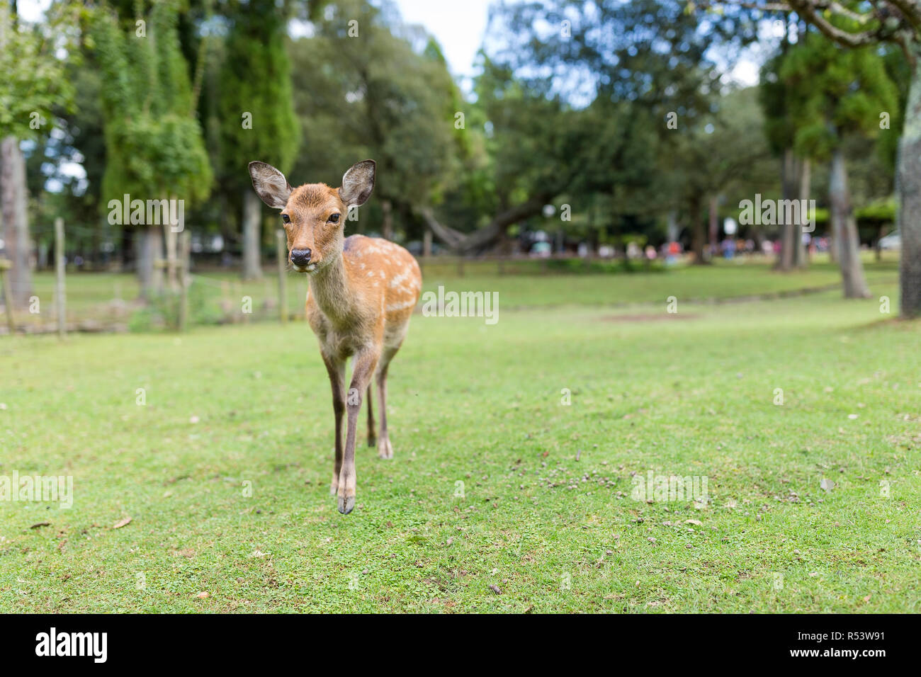 Dans le parc des cerfs Banque D'Images