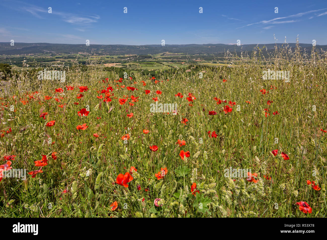 Fleurs sauvages dans la Provence. En Provence, le parfum des fleurs et des herbes est dans l'air, Roussillon, Provence, Luberon, Vaucluse, France Banque D'Images