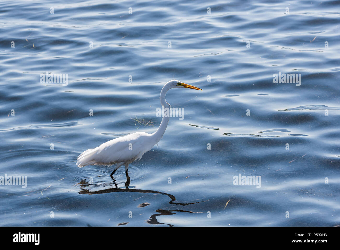 Grande Aigrette se nourrissent dans les eaux peu profondes Banque D'Images