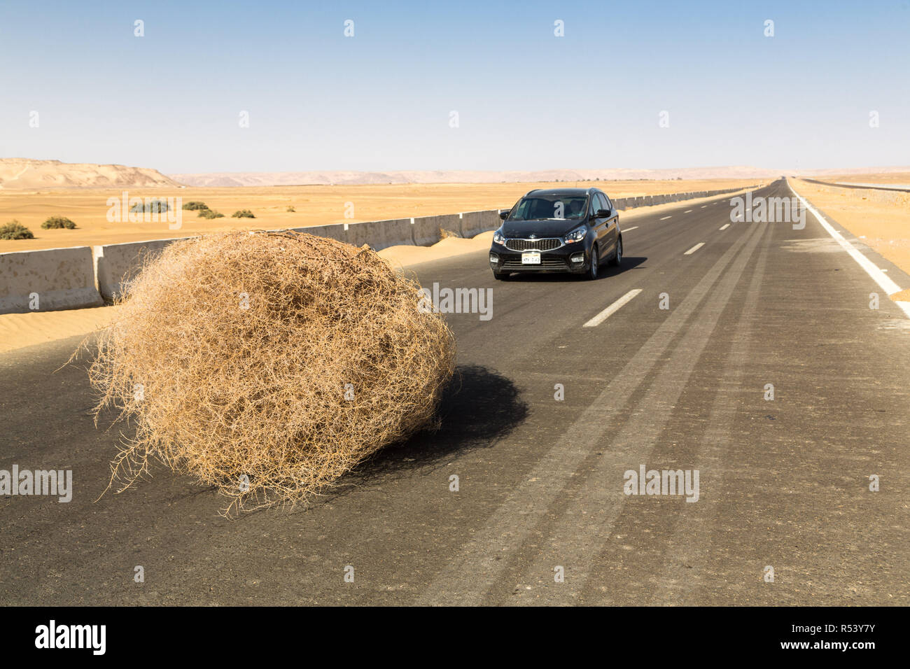 Une voiture s'est arrêtée par un géant tumbleweed sur une route avec des dunes de sable, entre l'oasis de Bahariya et Farafra, Sahara, désert occidental de l'Égypte. Banque D'Images