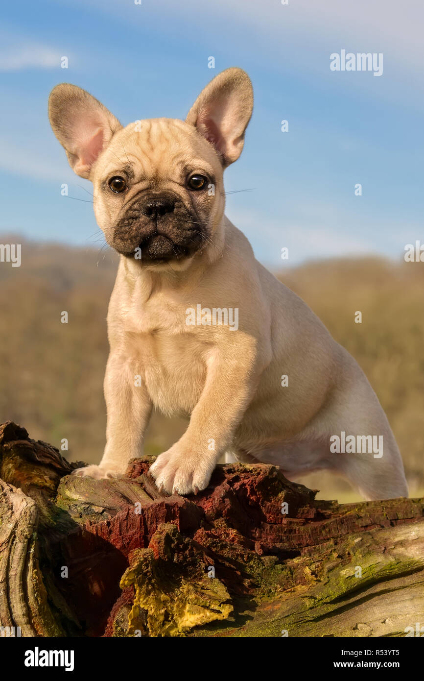 Portrait De Jeune Femme Drole Bouledogue Francais Photo Stock Alamy Portrait De Jeune Femme Drole Bouledogue Francais Photo Stock Alamy