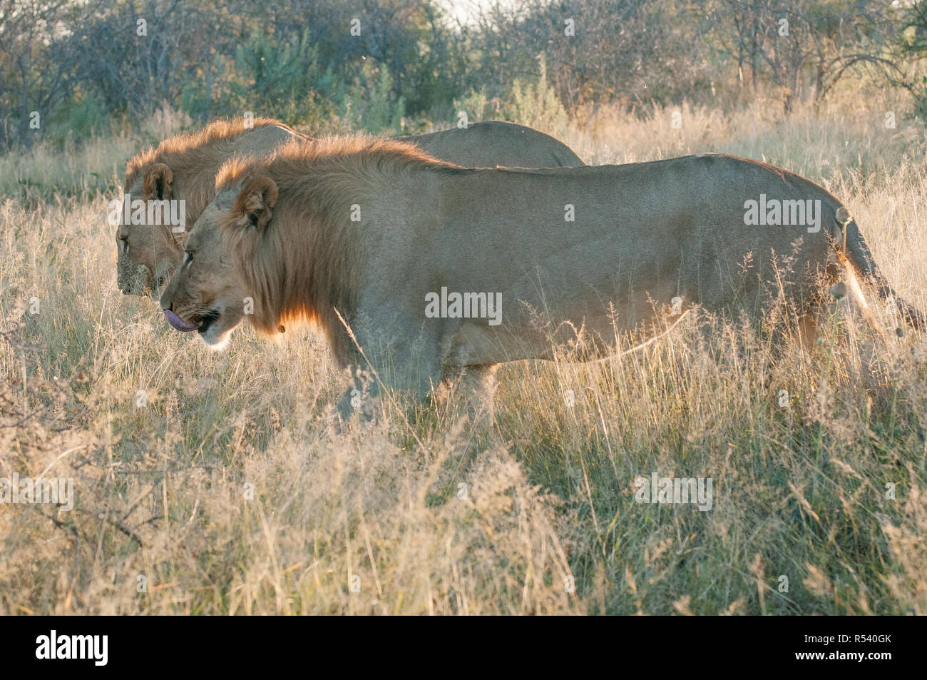 Coalition de quatre hommes et une femme lion dans la savane Banque D'Images