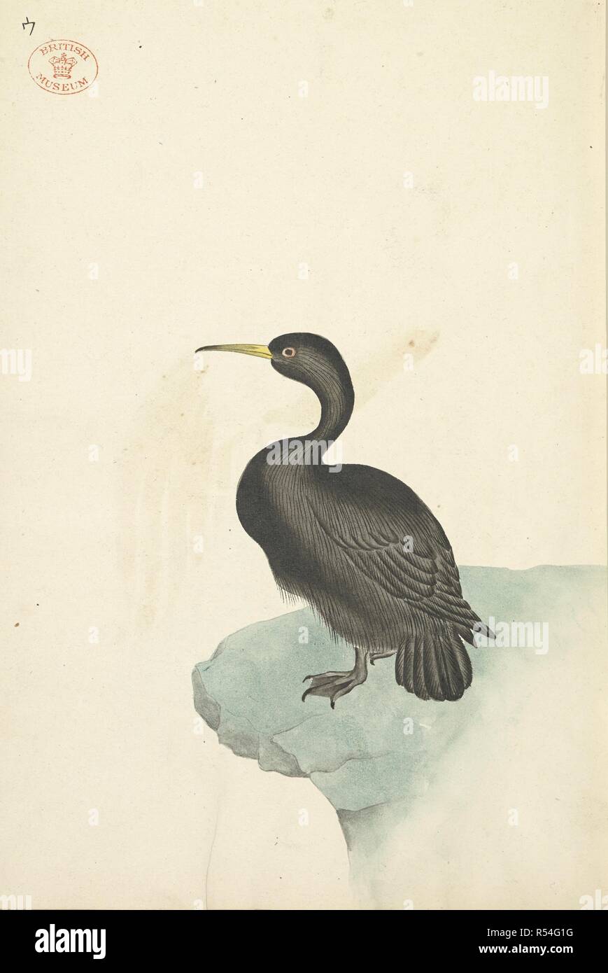 Cormorant. Chorui Hiaku Shiu. Japansese dessins en couleur. Japon, 1899. Source : Ou.5450 f.4. Langue : japonais. Auteur : ANON. Banque D'Images