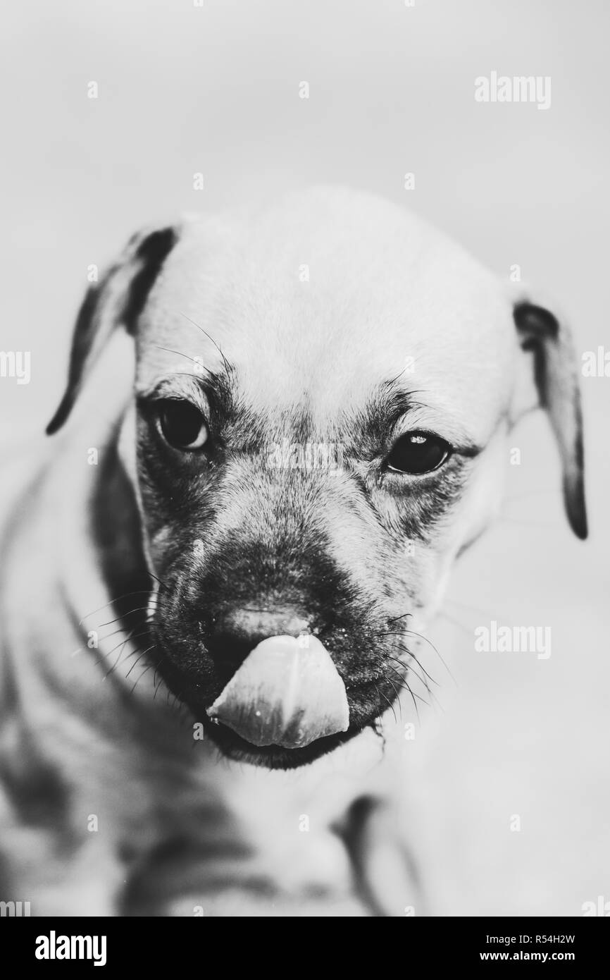 Noir blanc photo d'un adorable American Pit Bull Terrier puppy Banque D'Images