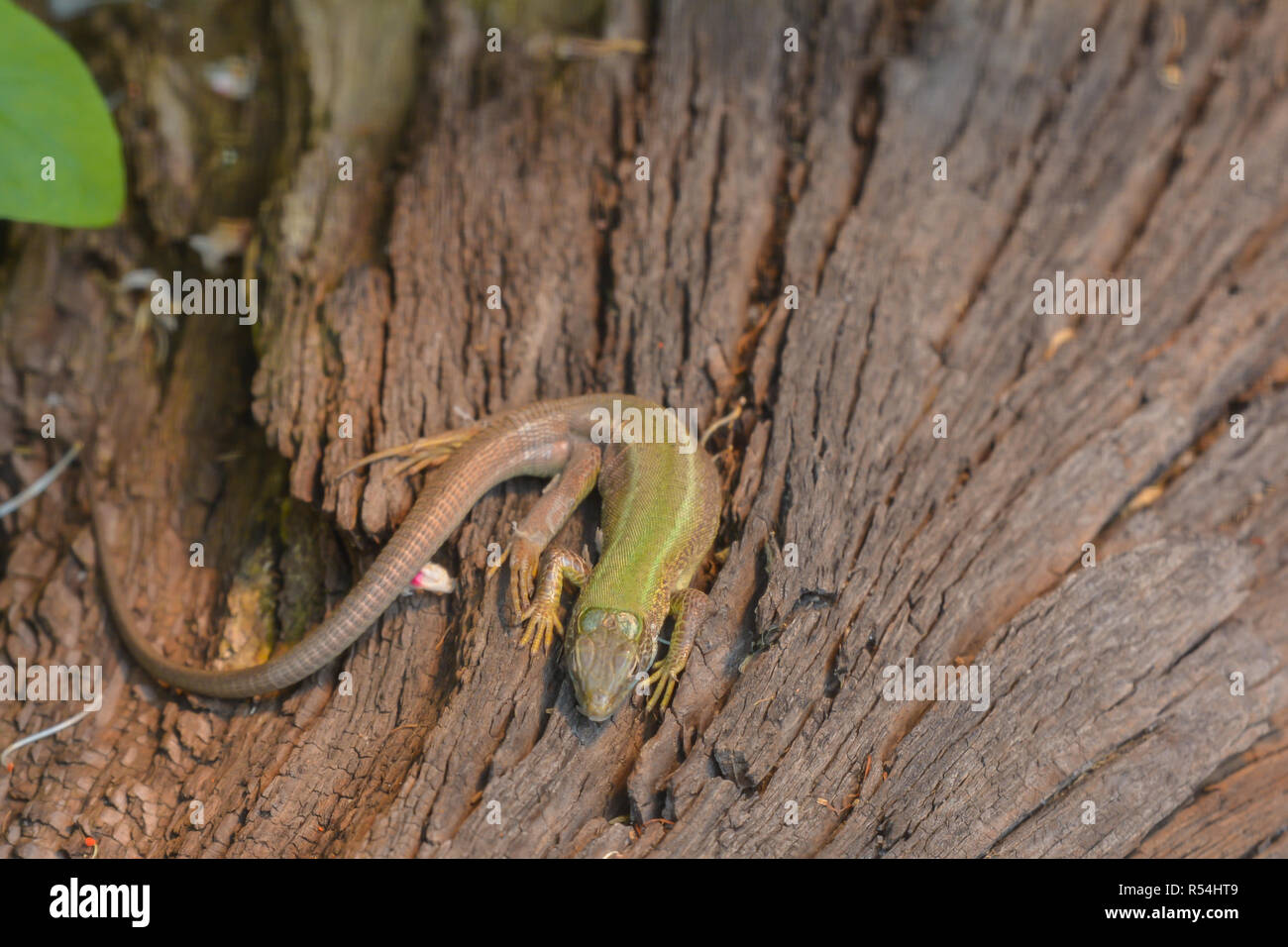 Lizard Banque D'Images