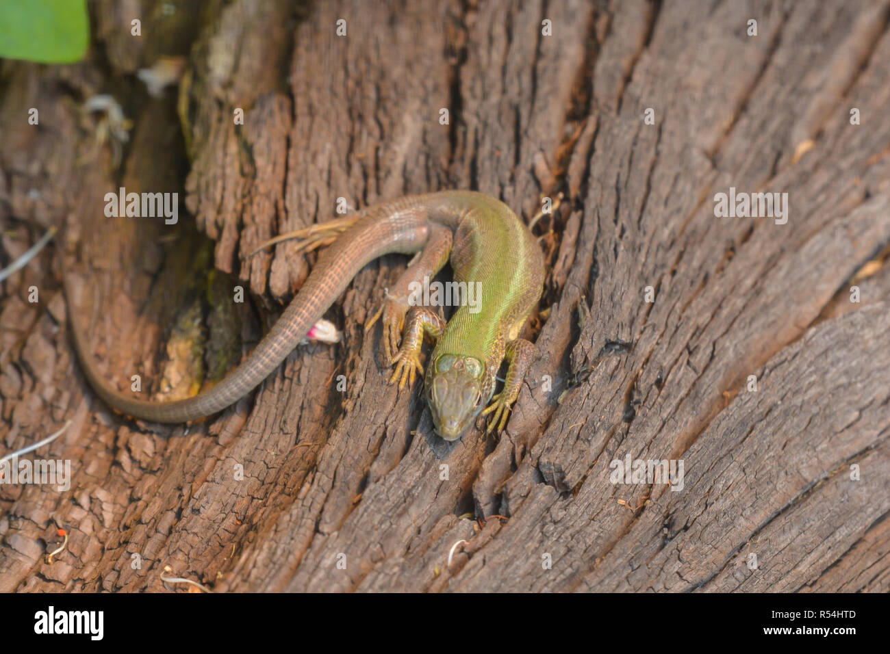 Lizard Banque D'Images